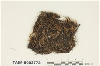 藏品(曲尾苔科)的圖片